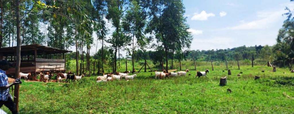 Goat rearing