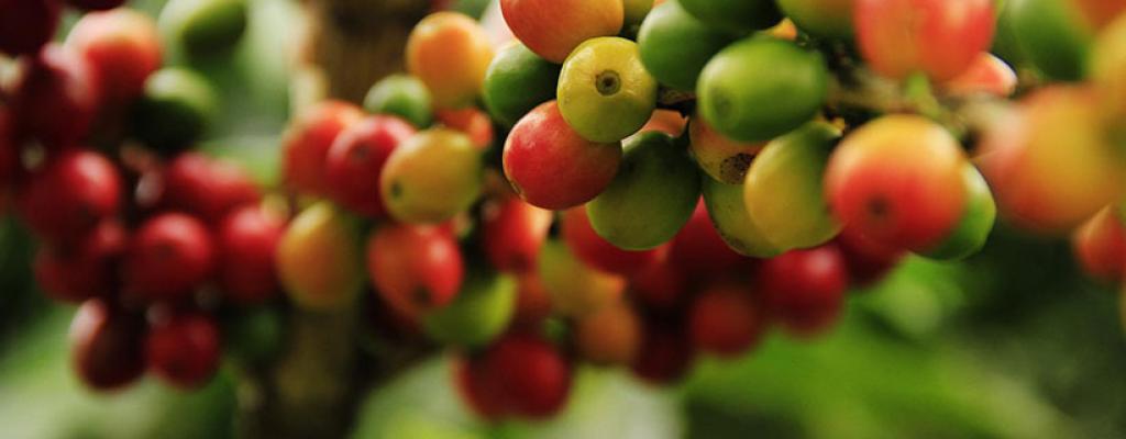 Coffee growing